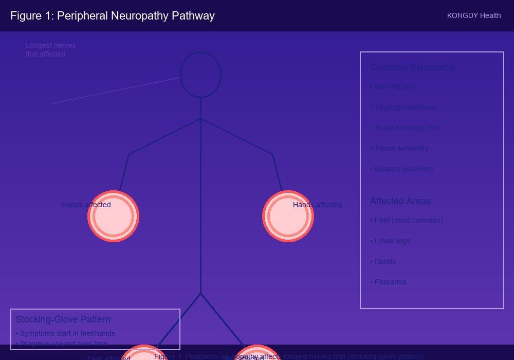 Diagram showing nerve pathways affected by peripheral neuropathy in hands and feet