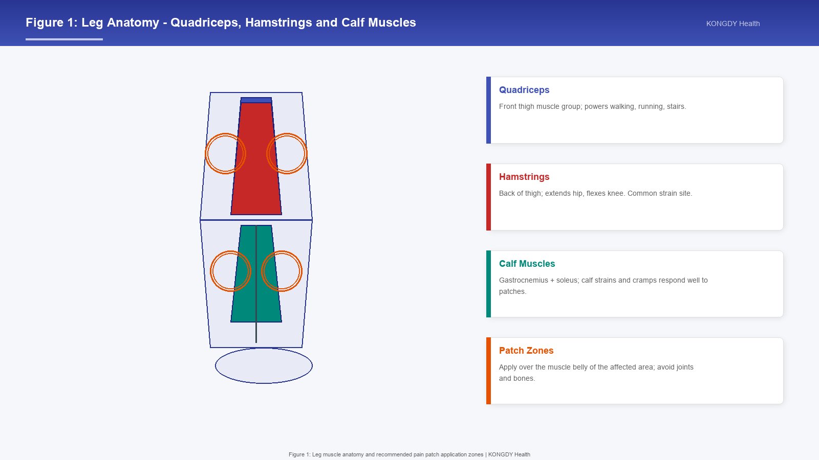 Figure 1: Anatomy diagram showing quadriceps, hamstrings, and calf muscles in the leg, with recommended patch application zones marked